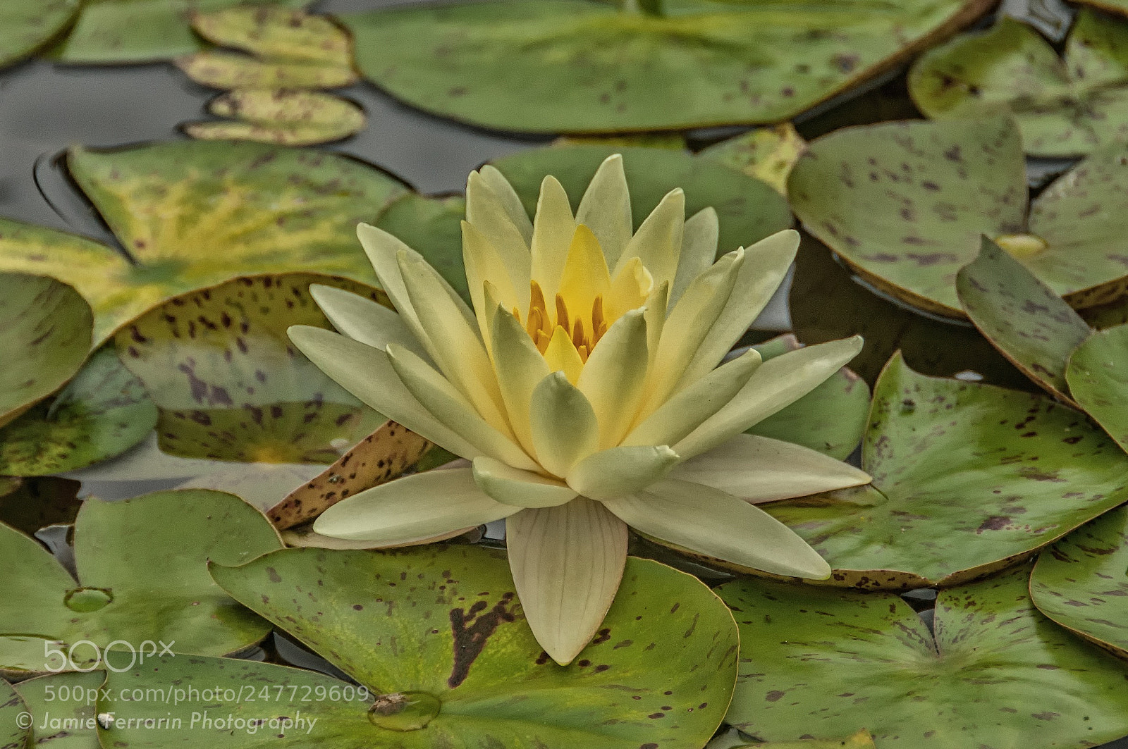 Nikon D90 sample photo. Wet and moody photography