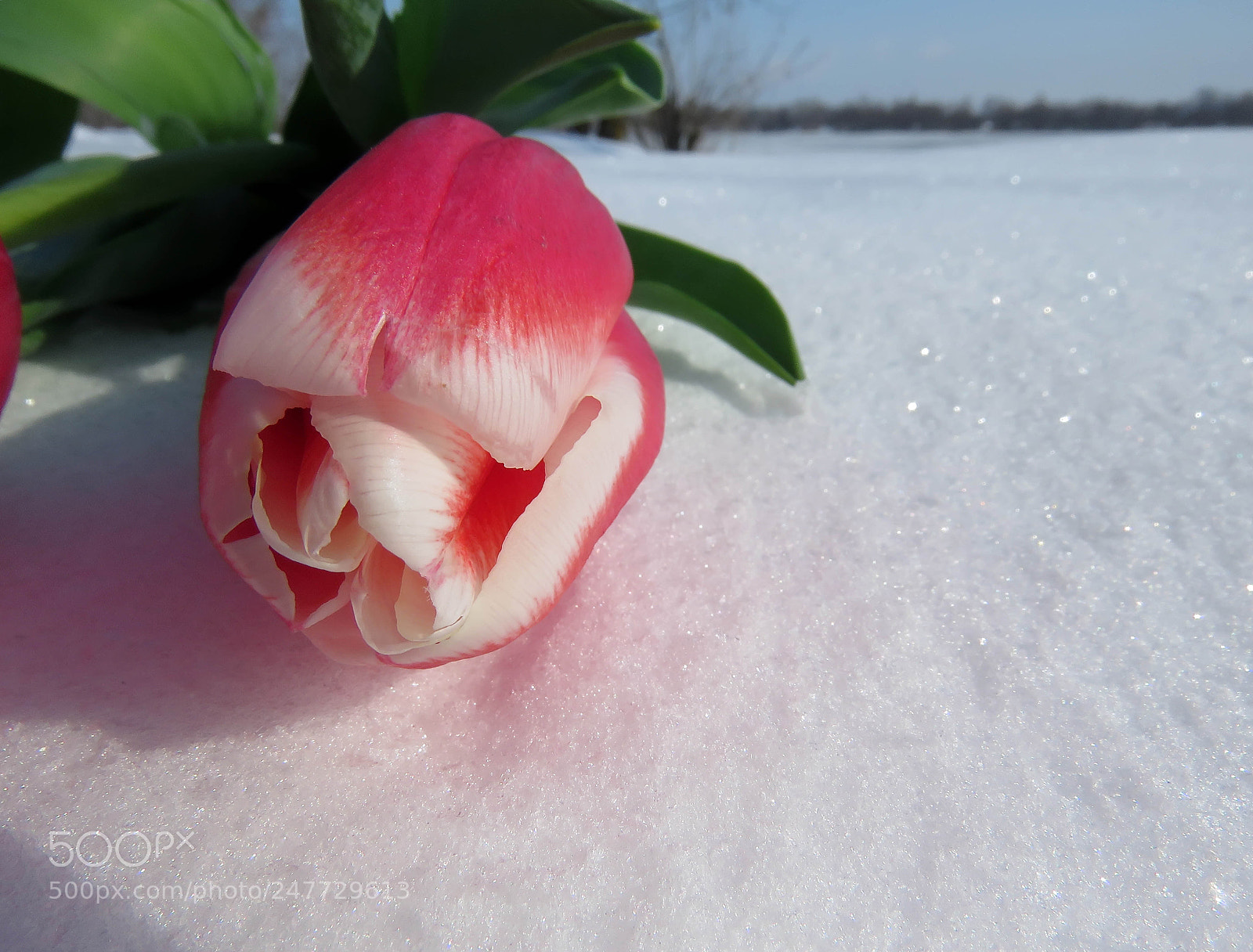 Canon PowerShot SX60 HS sample photo. Tulips in the snow photography