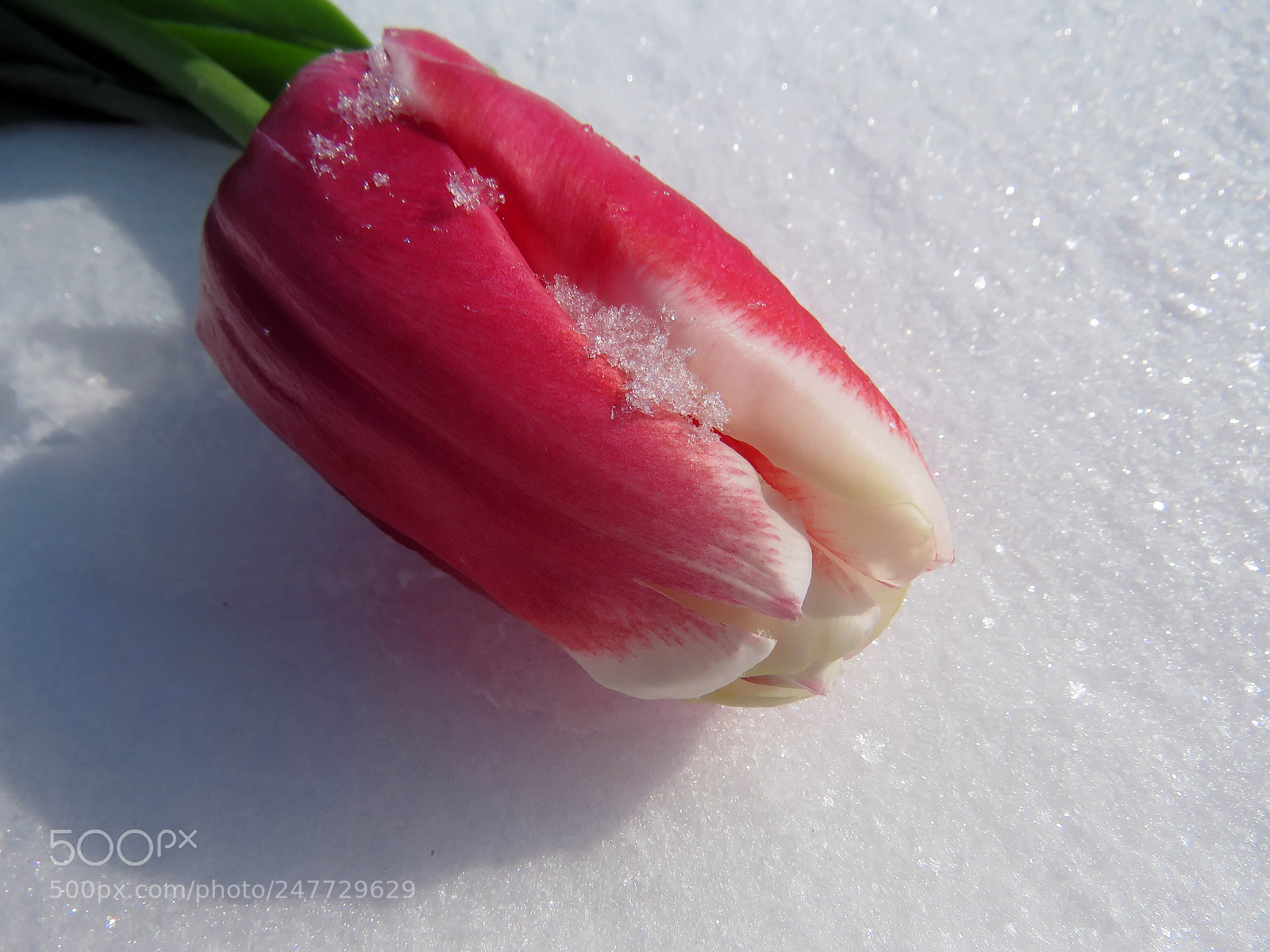 Canon PowerShot SX60 HS sample photo. Tulips in the snow photography