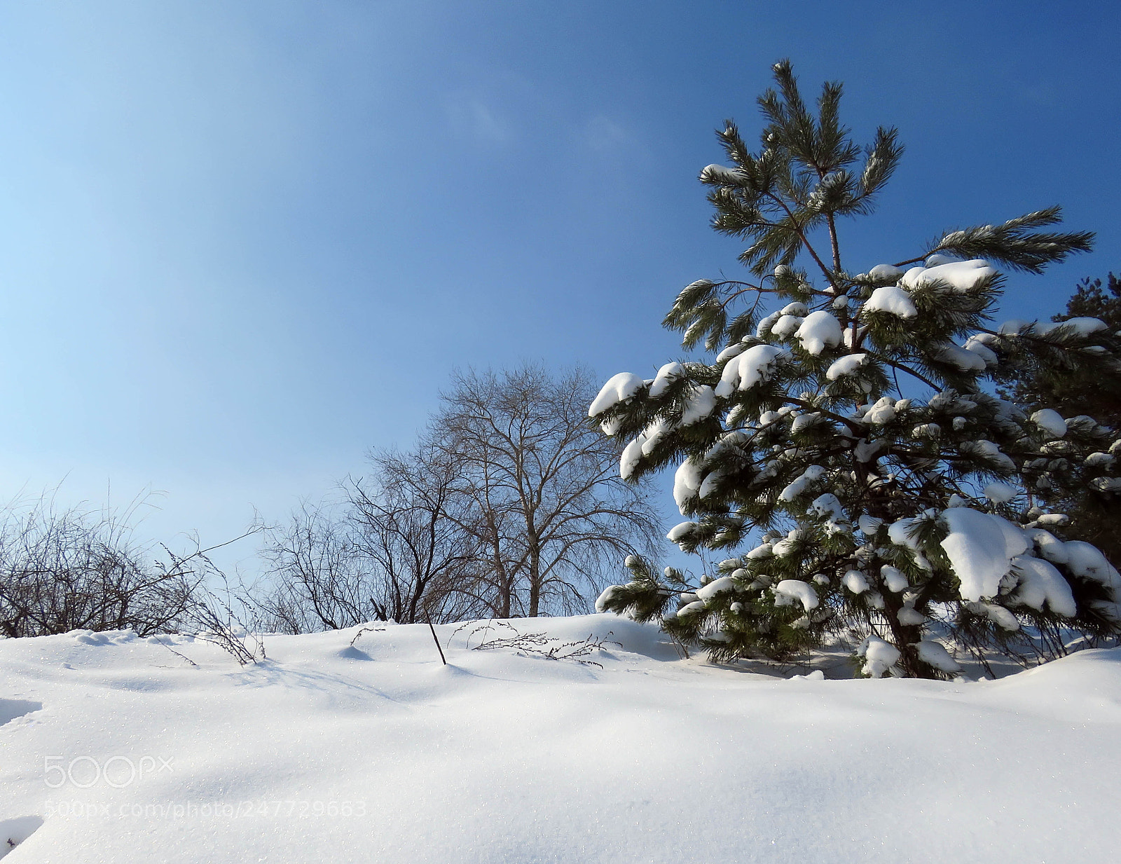 Canon PowerShot SX60 HS sample photo. Winter snowy forest photography