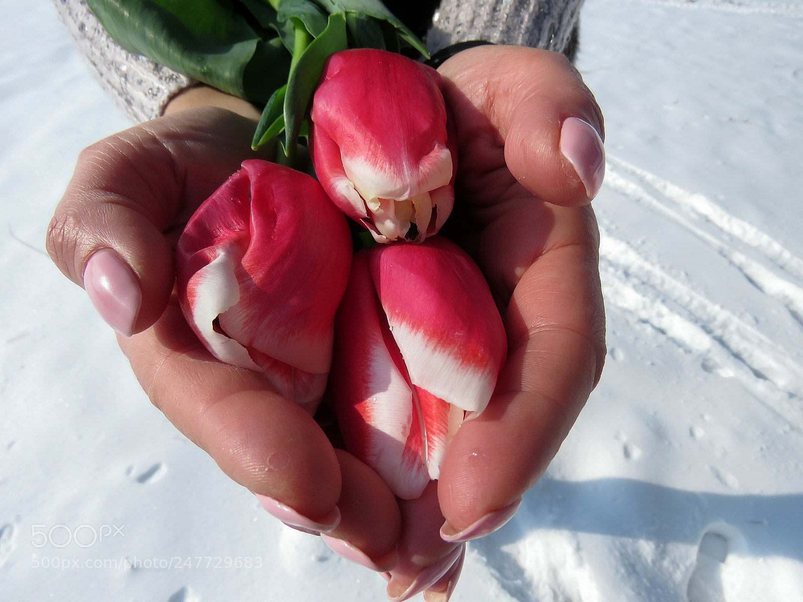 Canon PowerShot SX60 HS sample photo. Tulips in the palms photography