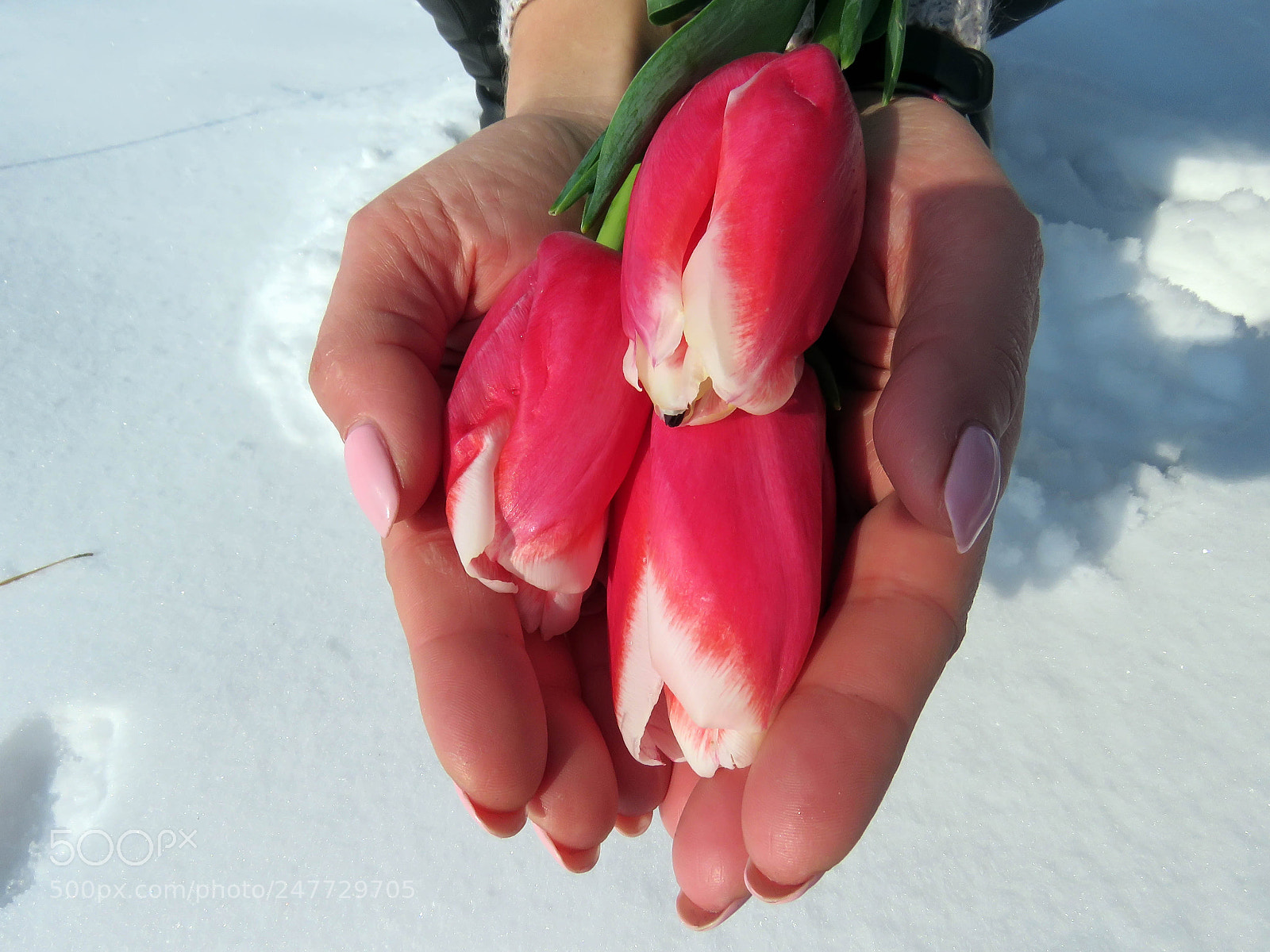 Canon PowerShot SX60 HS sample photo. Tulips in the palms photography