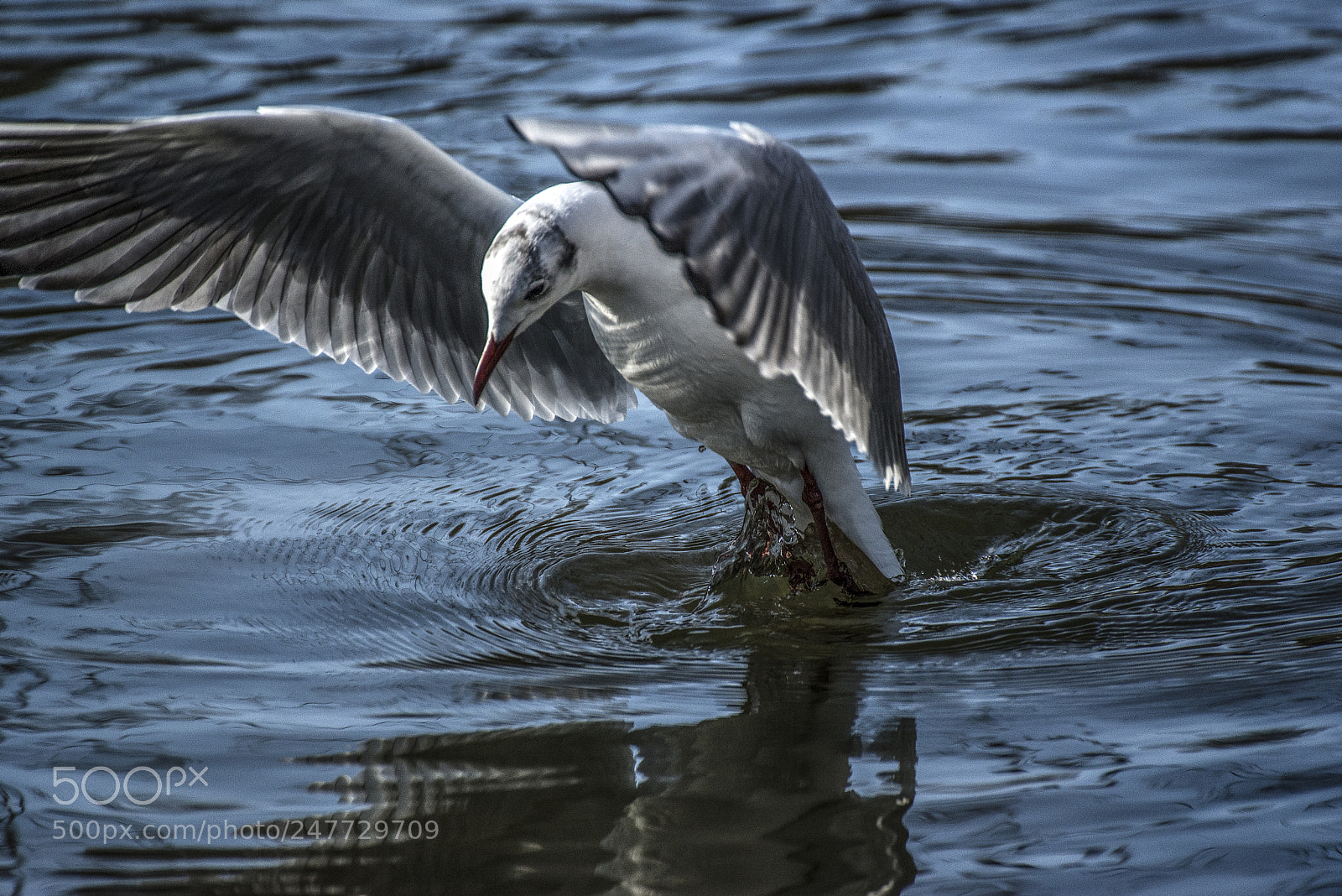 Nikon D610 sample photo. Flying ii photography