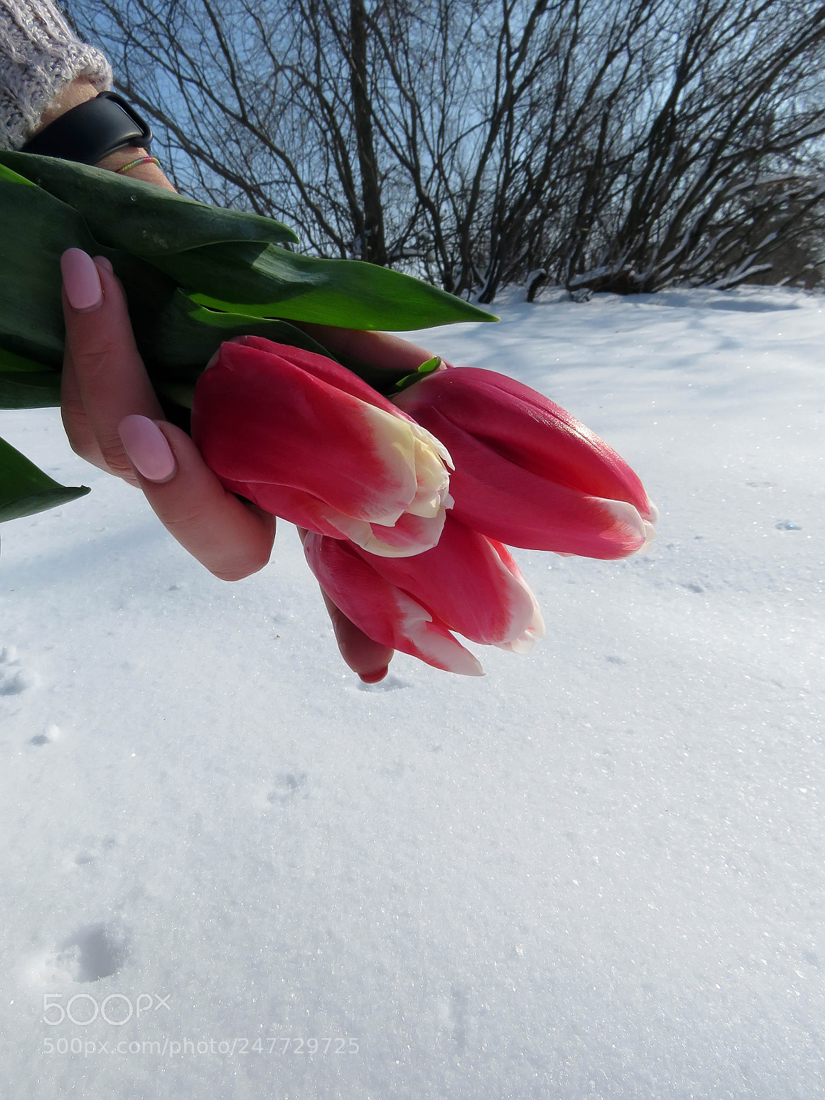 Canon PowerShot SX60 HS sample photo. Tulips in the palms photography