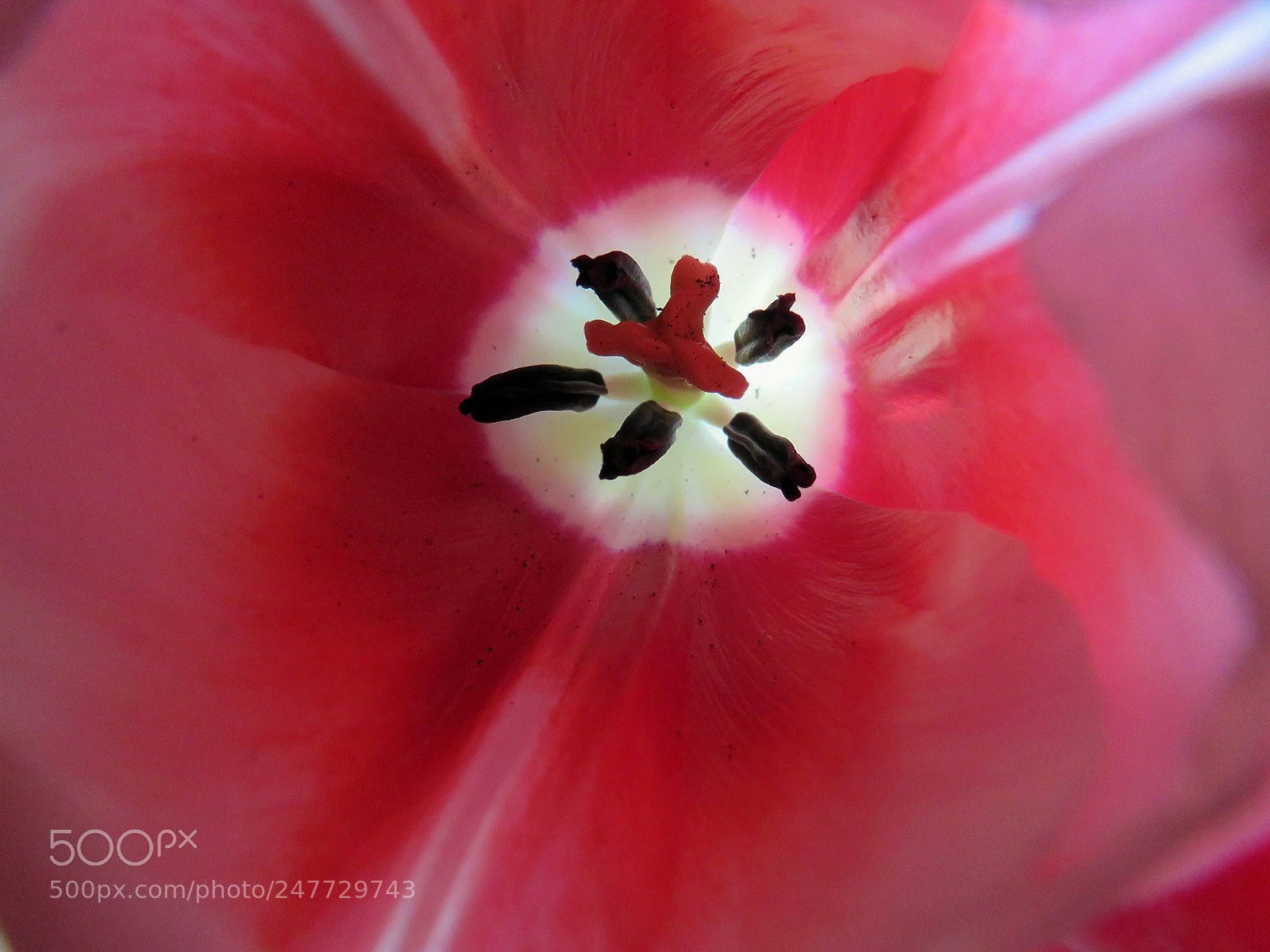 Canon PowerShot SX60 HS sample photo. Beautiful pink tulip macro photography