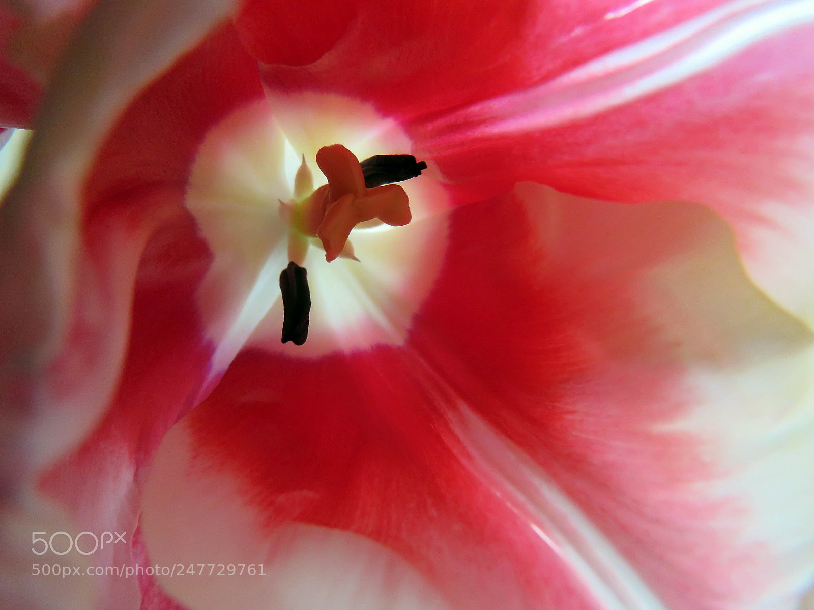 Canon PowerShot SX60 HS sample photo. Beautiful pink tulip macro photography