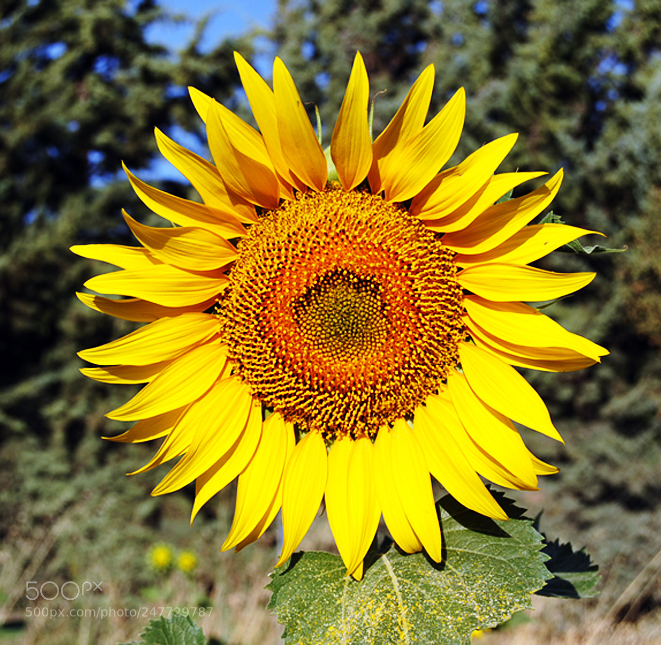 Nikon D700 sample photo. El girasol photography