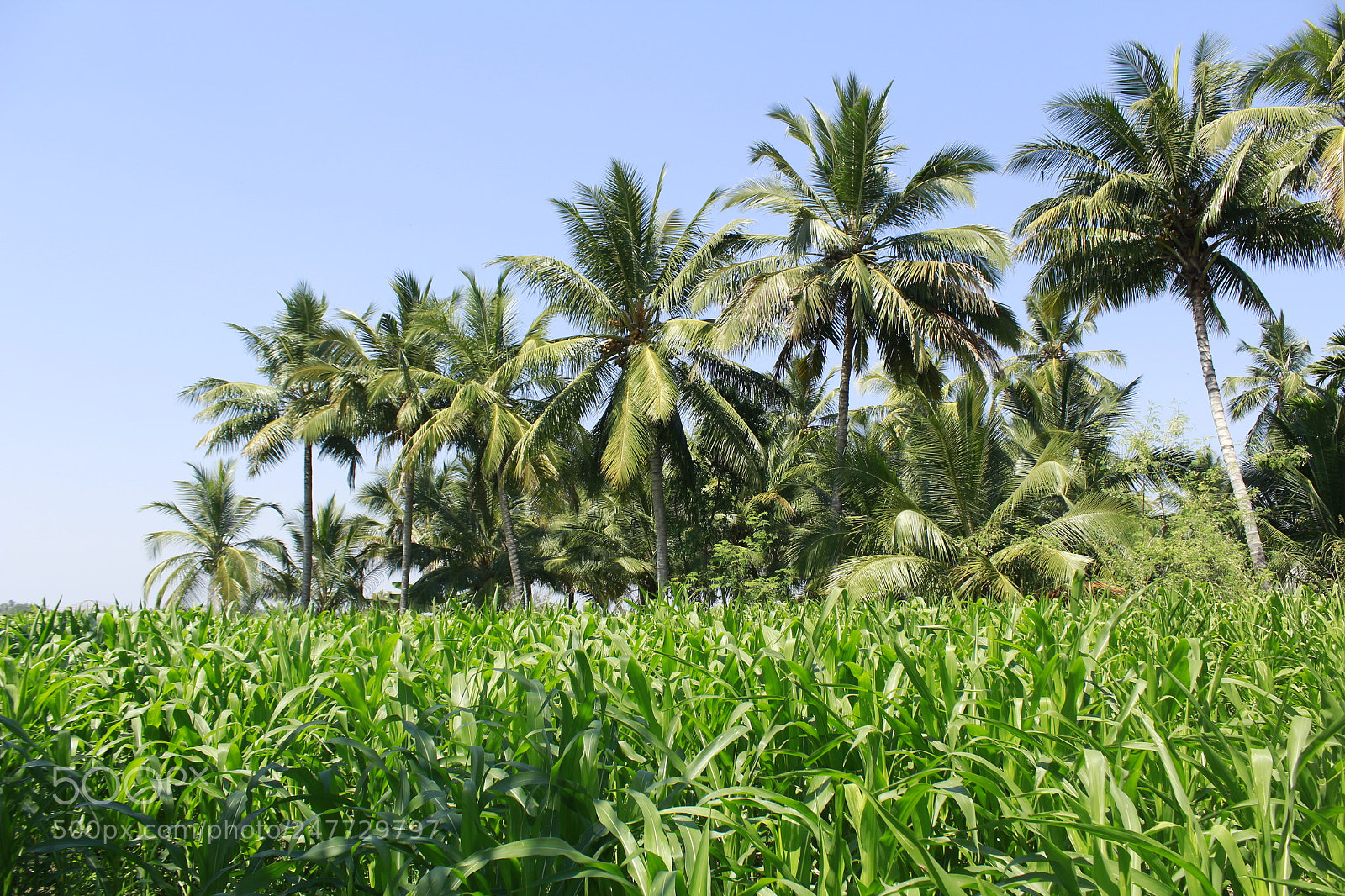 Canon EOS 1300D (EOS Rebel T6 / EOS Kiss X80) sample photo. Coconut tree and farm photography