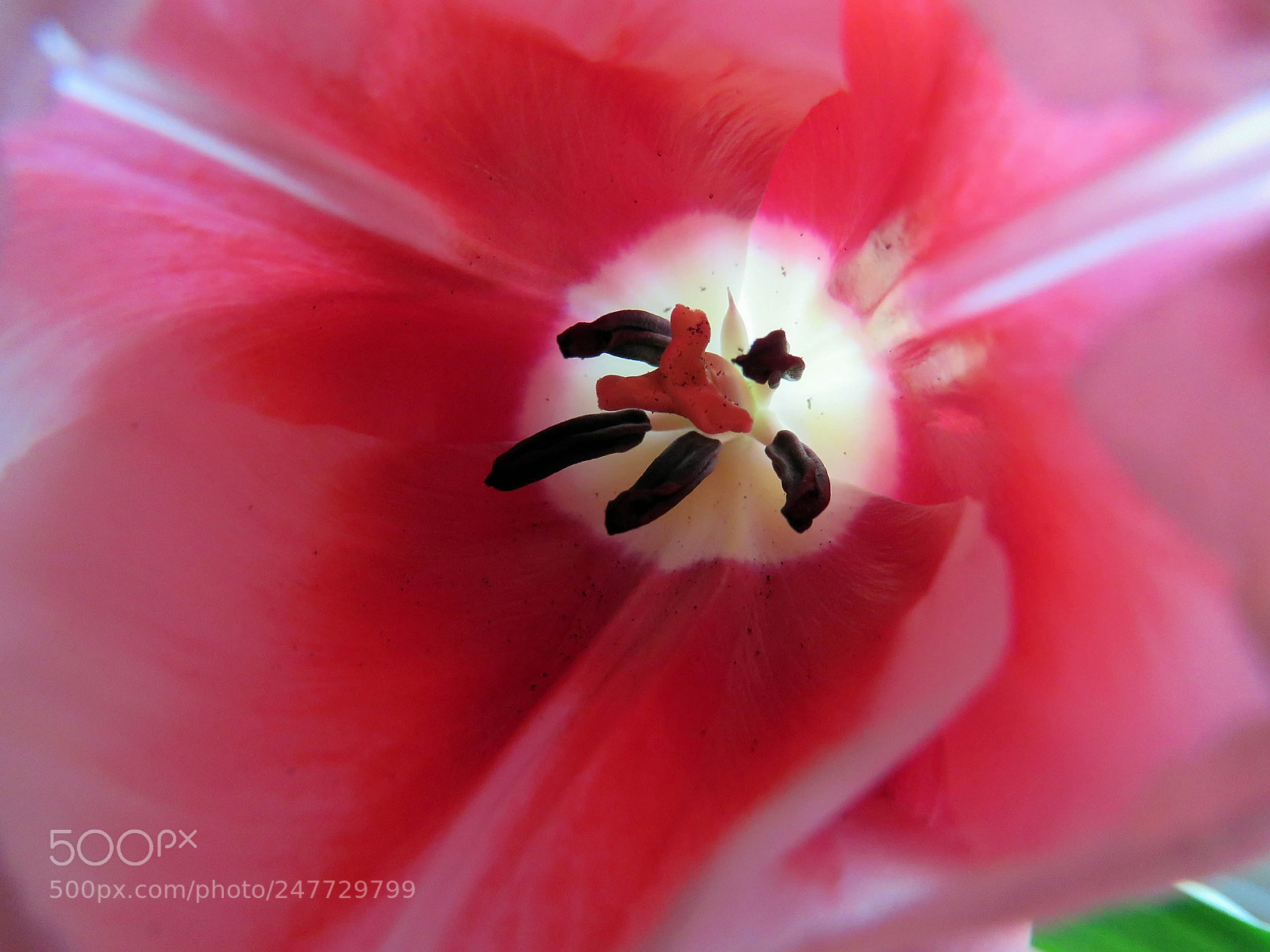 Canon PowerShot SX60 HS sample photo. Beautiful pink tulip macro photography