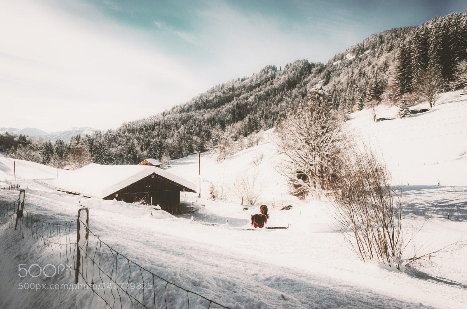 Nikon D5100 sample photo. Cold winter day photography