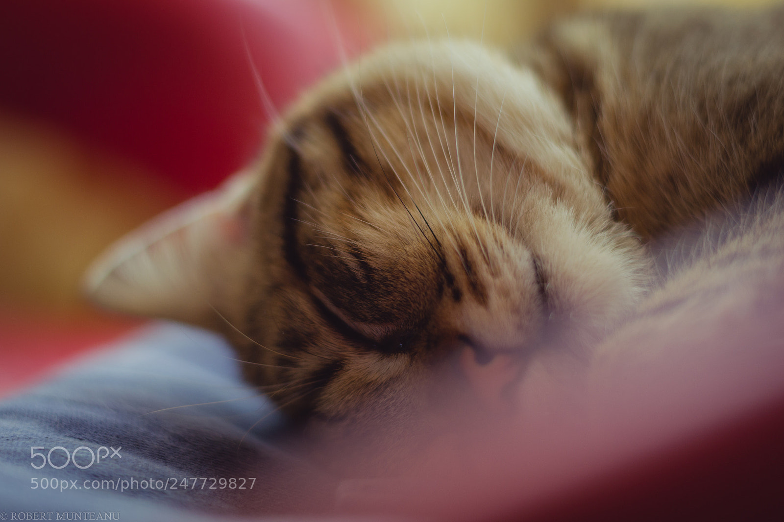 Nikon D3100 sample photo. Untitled photography