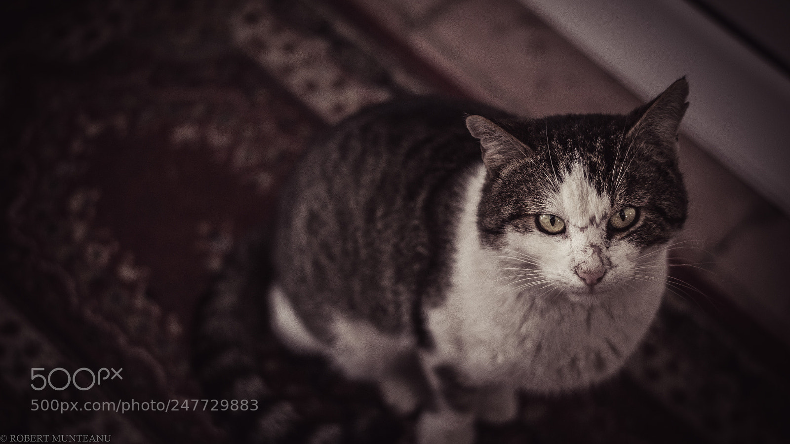 Nikon D3100 sample photo. Untitled photography