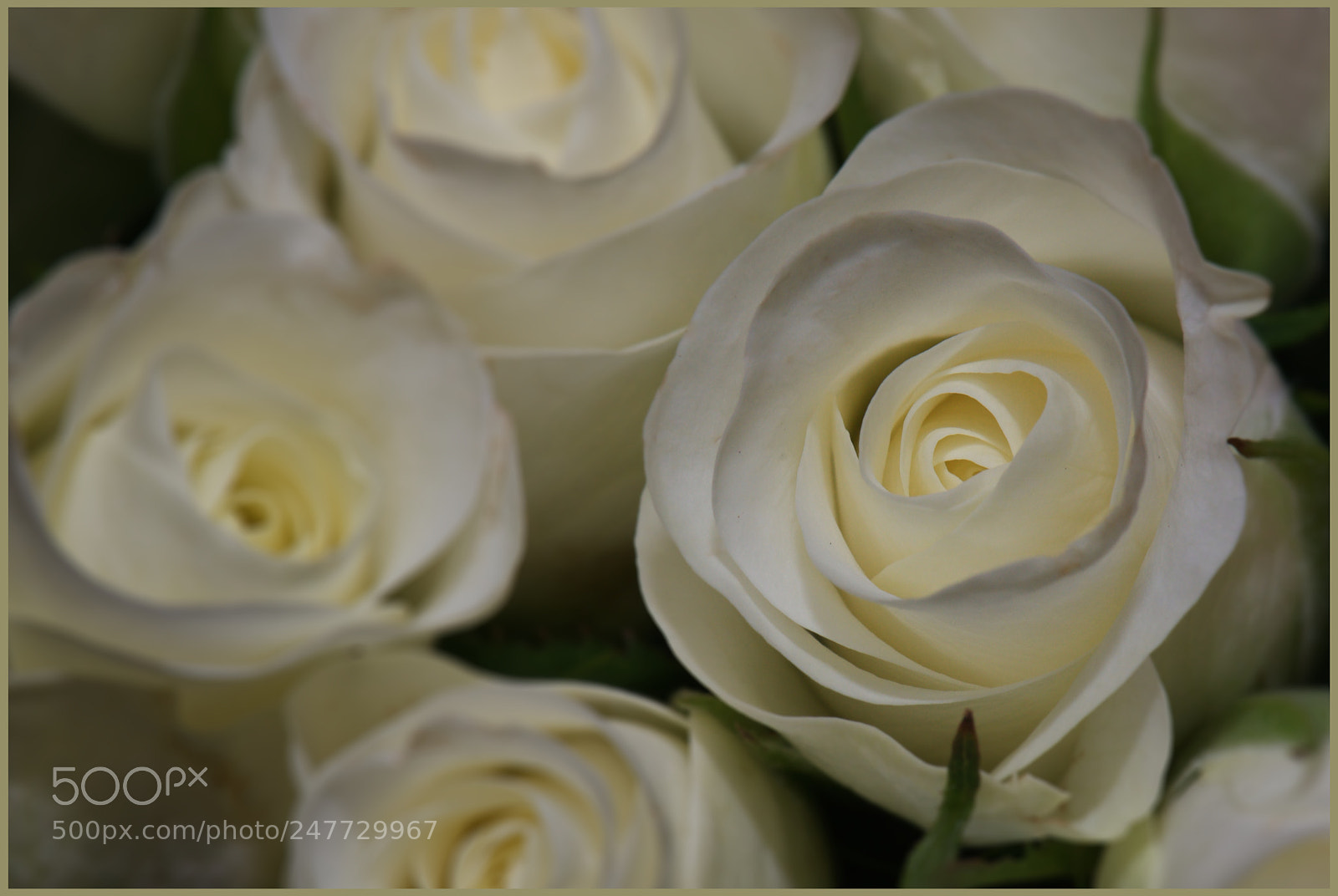 Nikon D610 sample photo. White roses photography