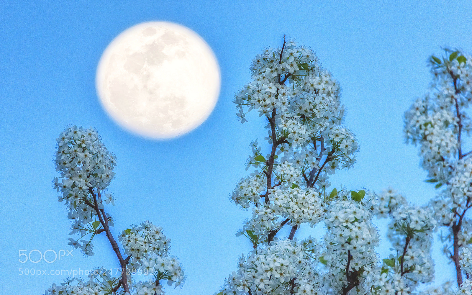 Nikon D810 sample photo. Spring photography