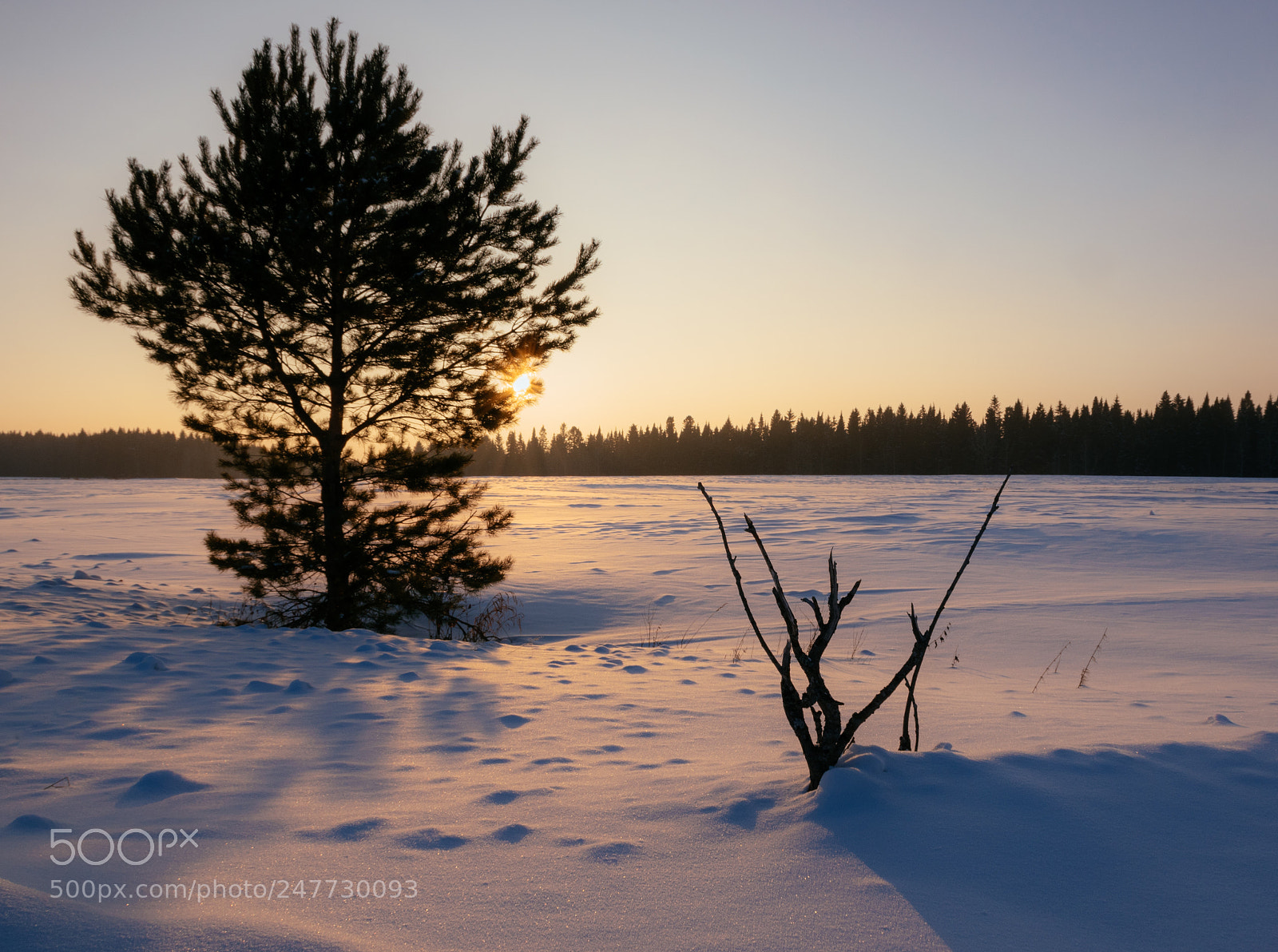 Nikon D5500 sample photo. Winter sketch photography