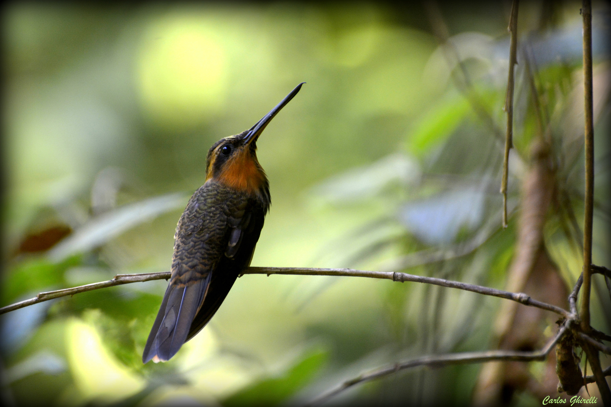 Nikon D5200 sample photo. Beija flor rajado (ramphodon naevius), saw-billed hermit. photography