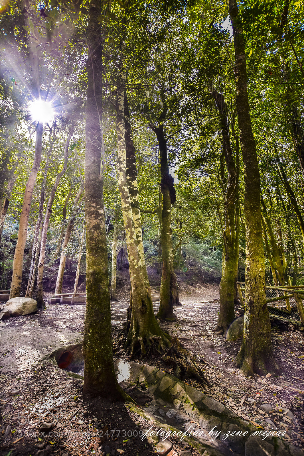 Nikon D7200 sample photo. Zeno mejias photography
