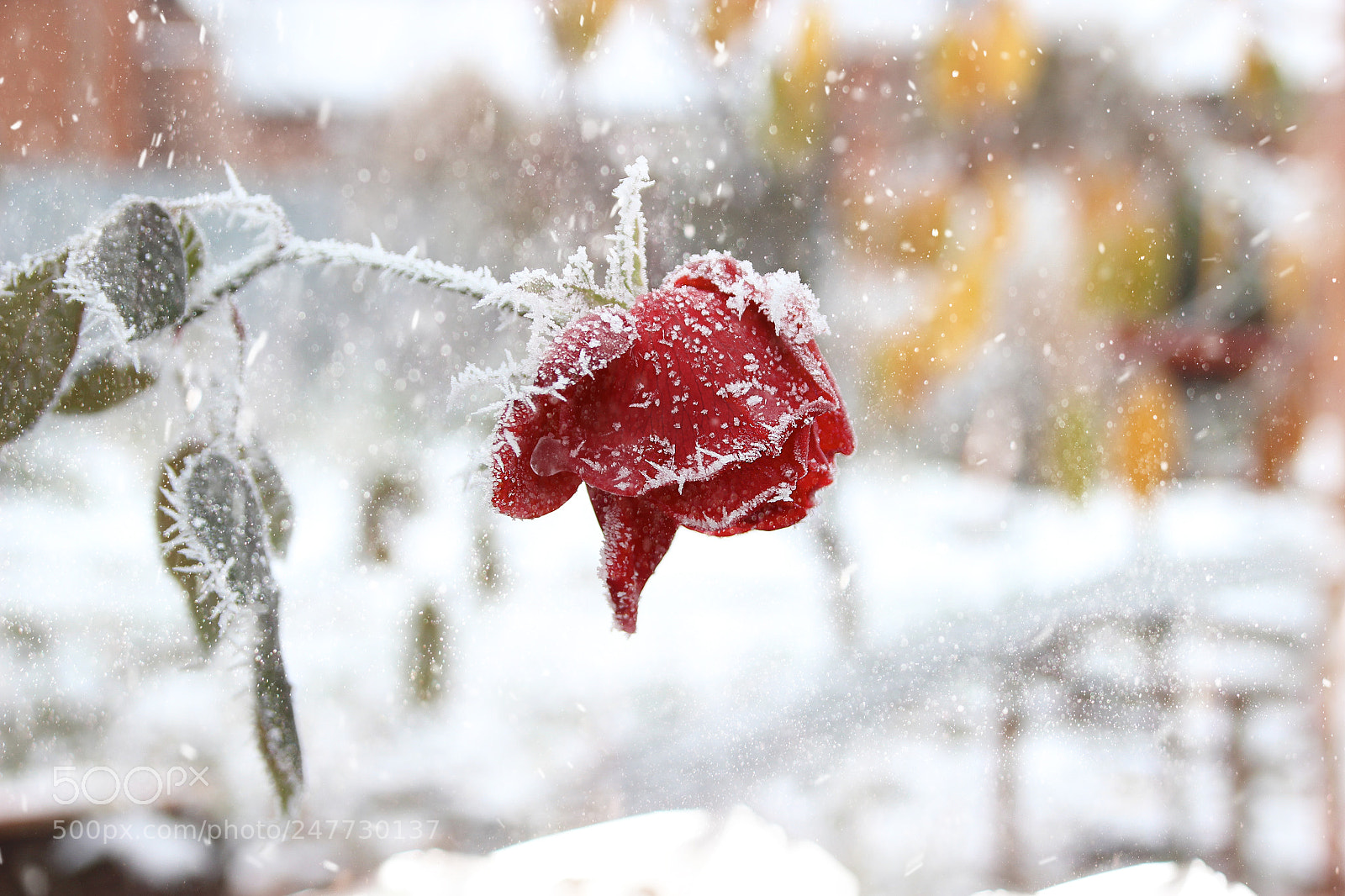 Canon EOS 600D (Rebel EOS T3i / EOS Kiss X5) sample photo. Winter rose photography