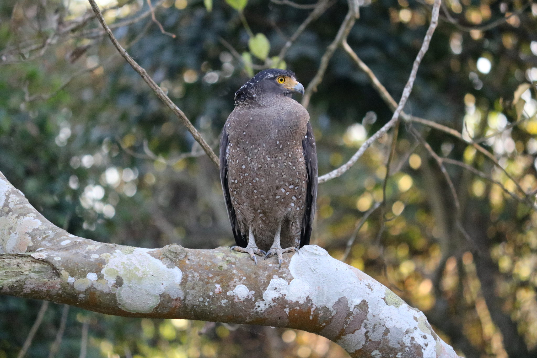 Canon EF-S 55-250mm F4-5.6 IS II sample photo. The predator photography