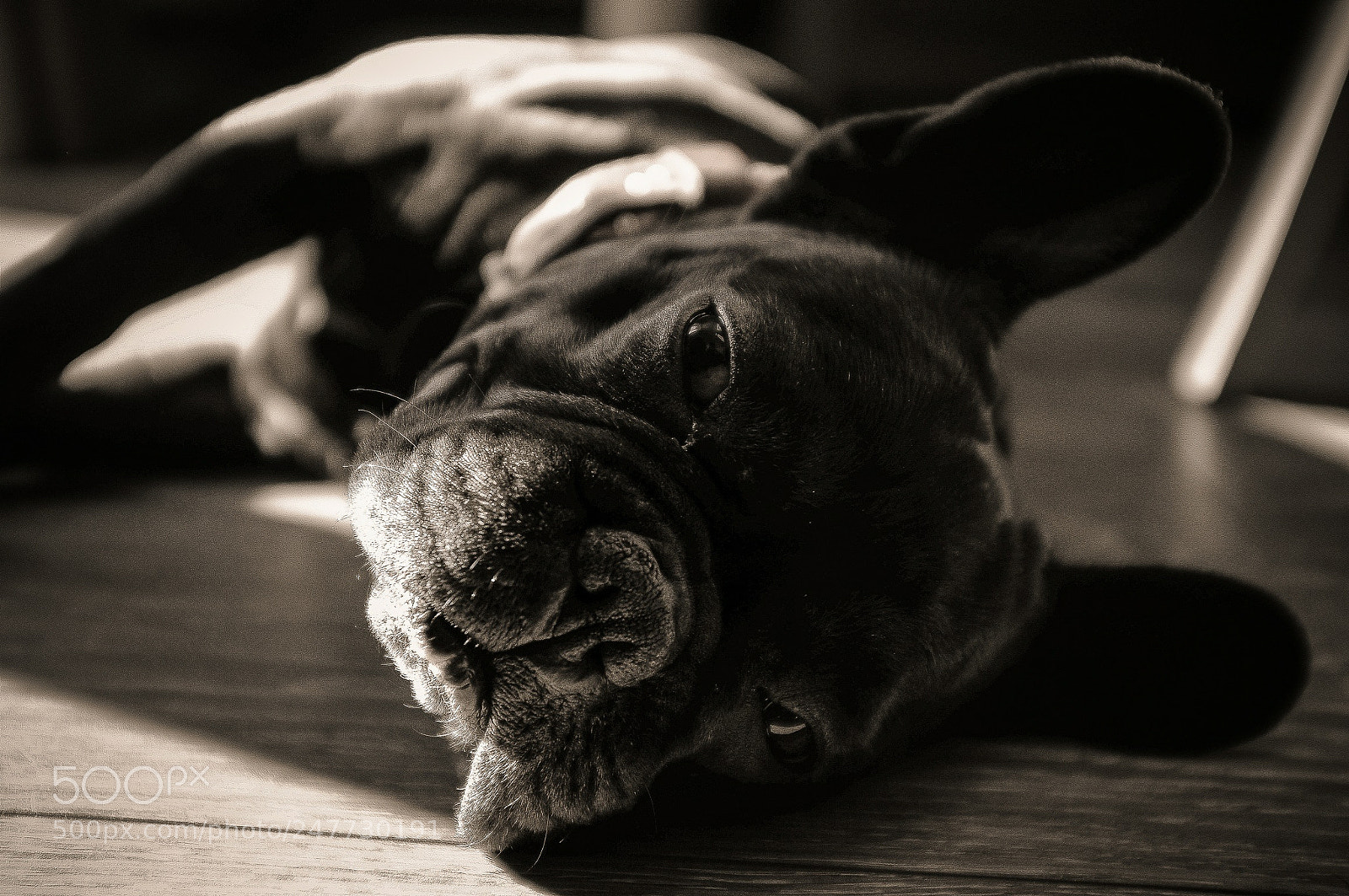 Fujifilm FinePix X100 sample photo. Georges the frenchie photography