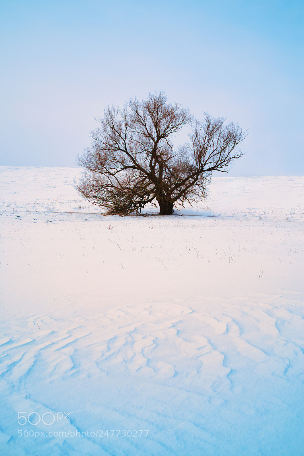 Nikon D610 sample photo. Winter photography