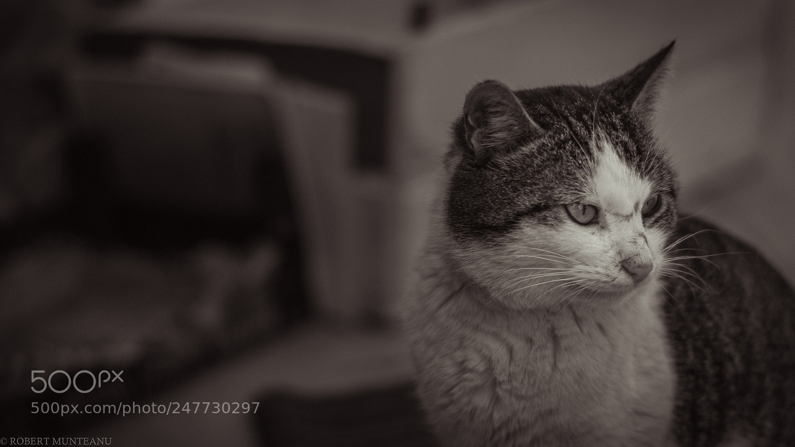 Nikon D3100 sample photo. Untitled photography