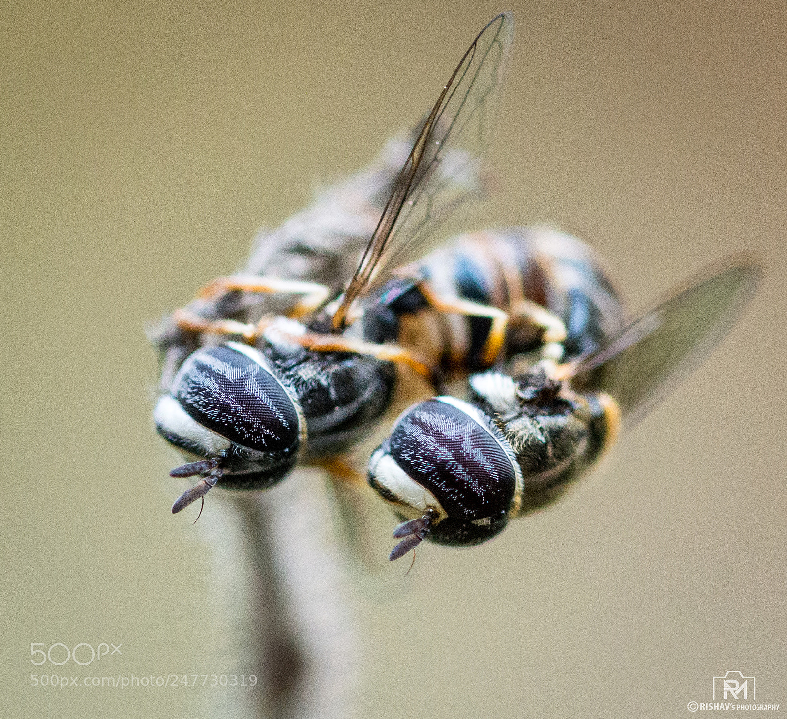 Nikon D3200 sample photo. Mating photography
