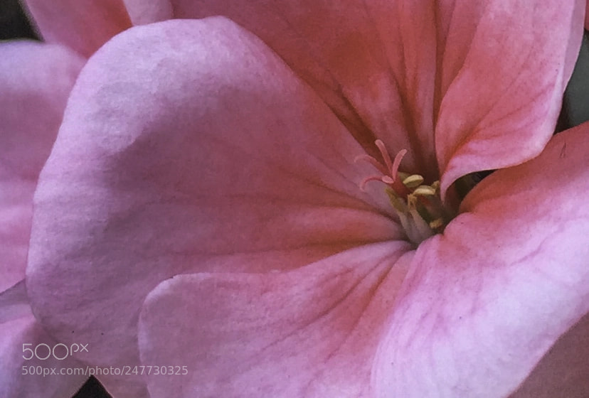 Apple iPhone 6 sample photo. Pink flower photography