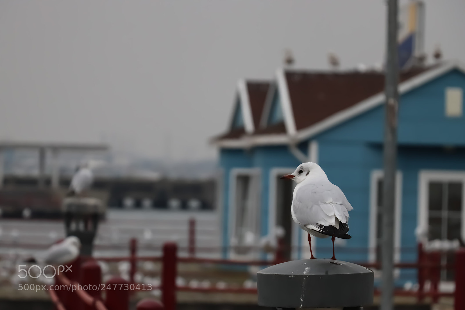 Canon EOS 200D (EOS Rebel SL2 / EOS Kiss X9) sample photo. Seagull photography