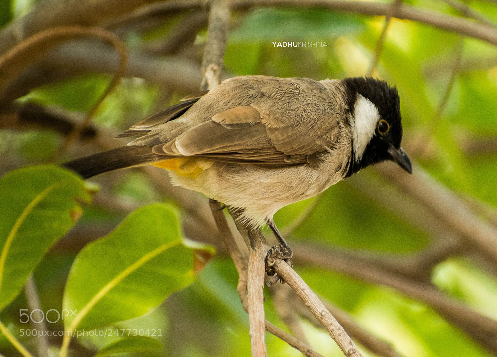 Nikon D5200 sample photo. Smally birdie photography