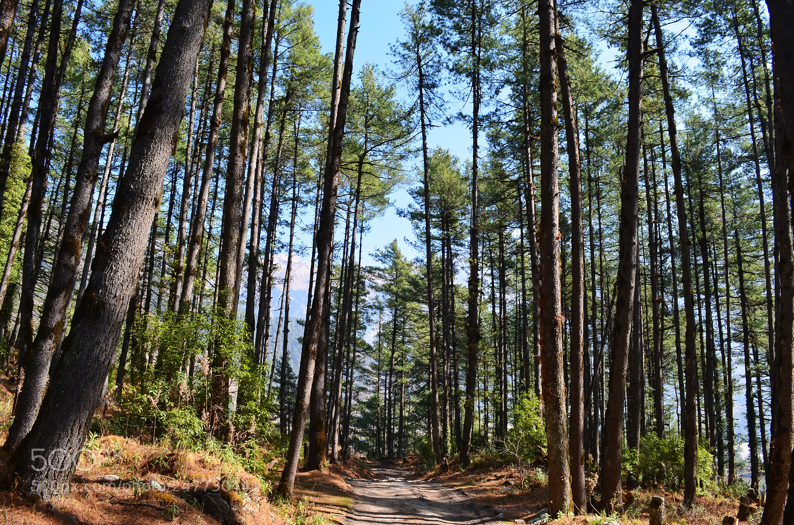 Nikon D5100 sample photo. Untitled photography