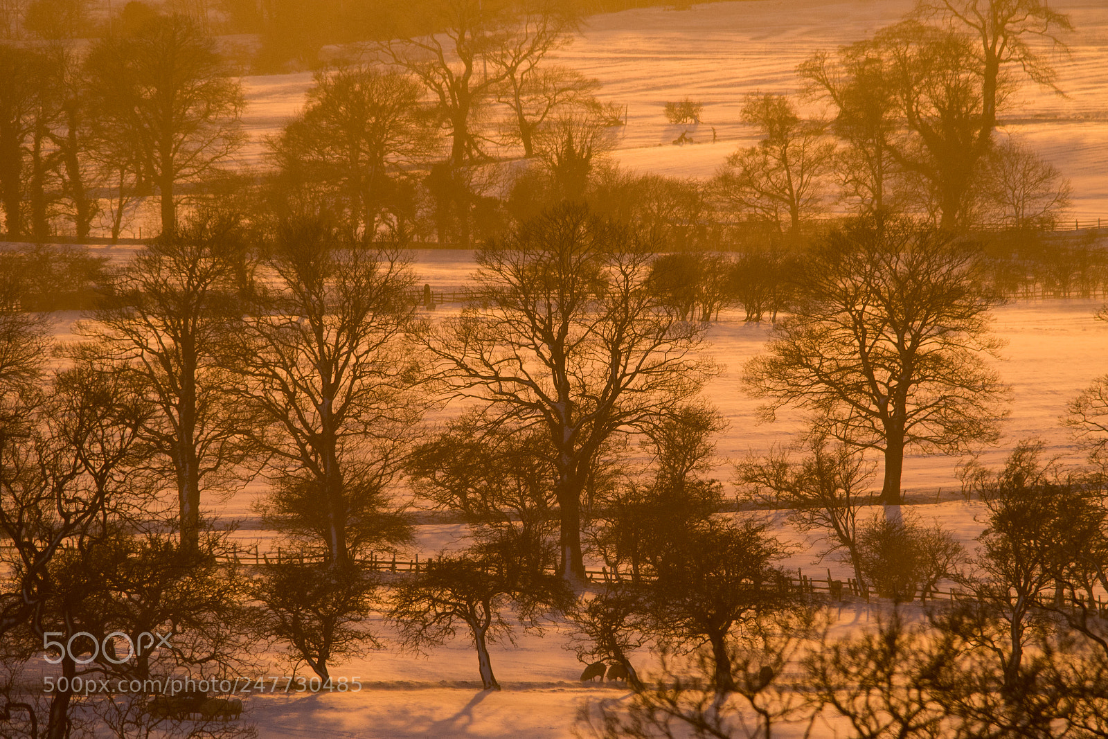Canon EOS 7D Mark II sample photo. Winter gold photography