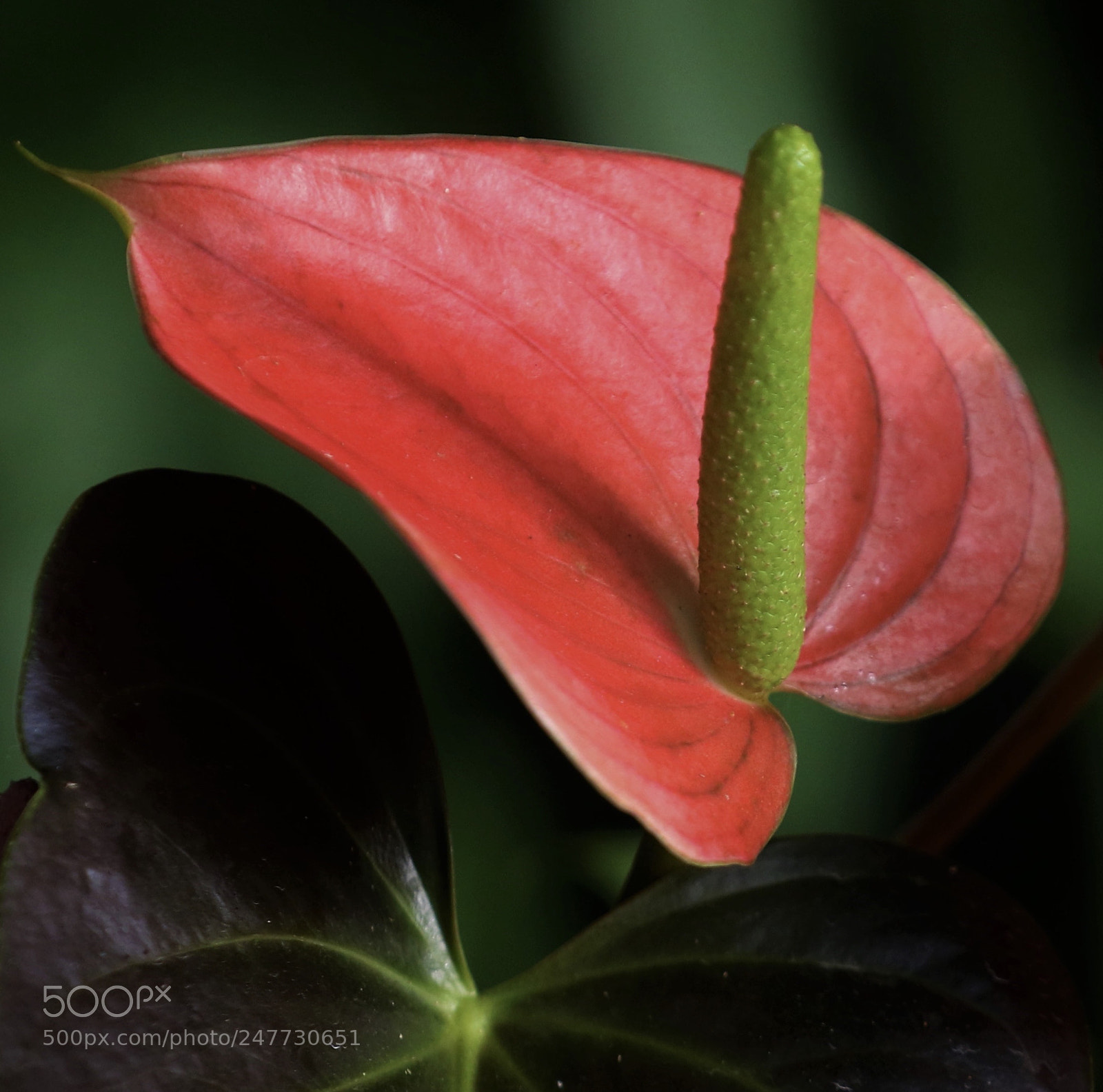 Canon EOS 7D Mark II sample photo. Calla  lily photography