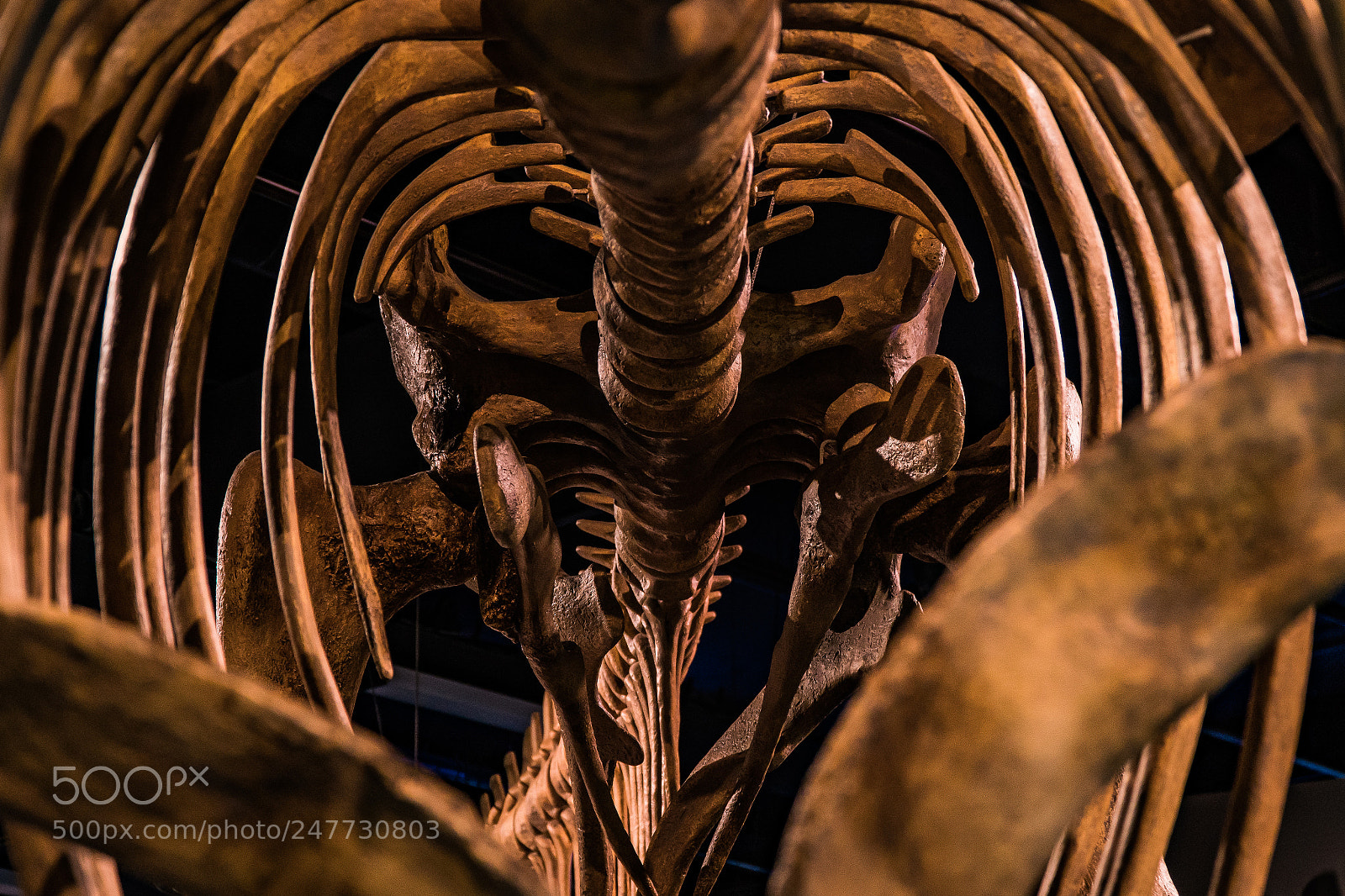 Sony a6300 sample photo. Fossils at the melbourne photography