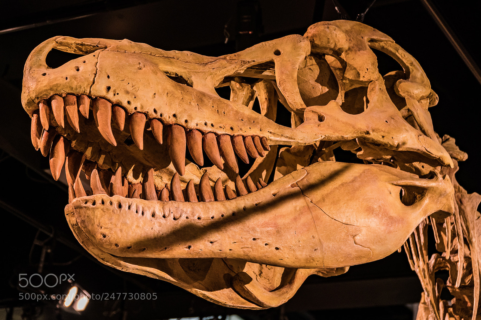 Sony a6300 sample photo. Fossils at the melbourne photography