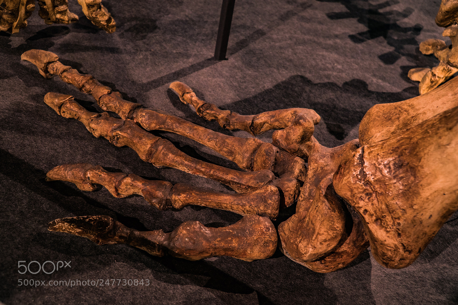 Sony a6300 sample photo. Fossils at the melbourne photography