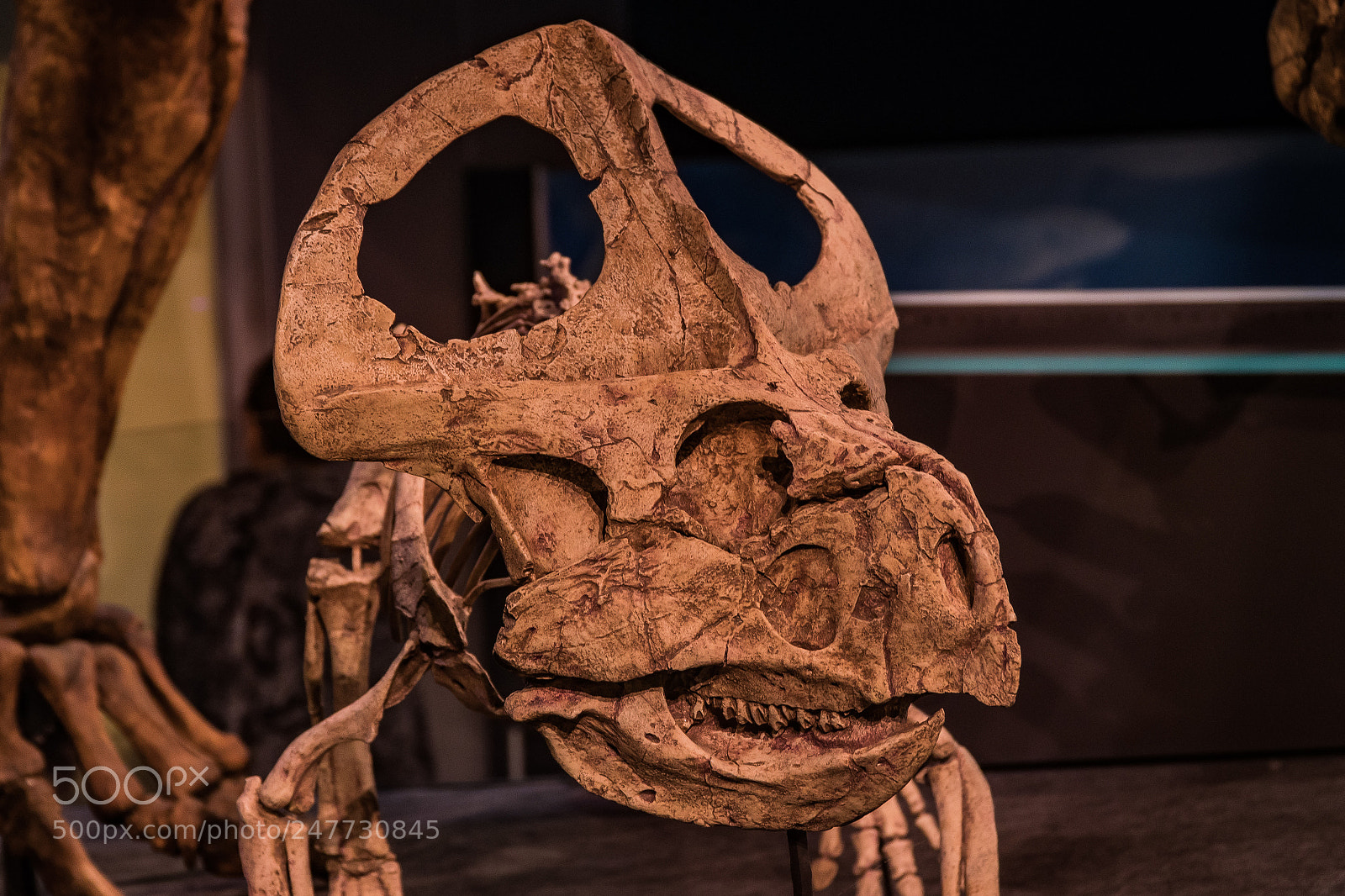 Sony a6300 sample photo. Fossils at the melbourne photography