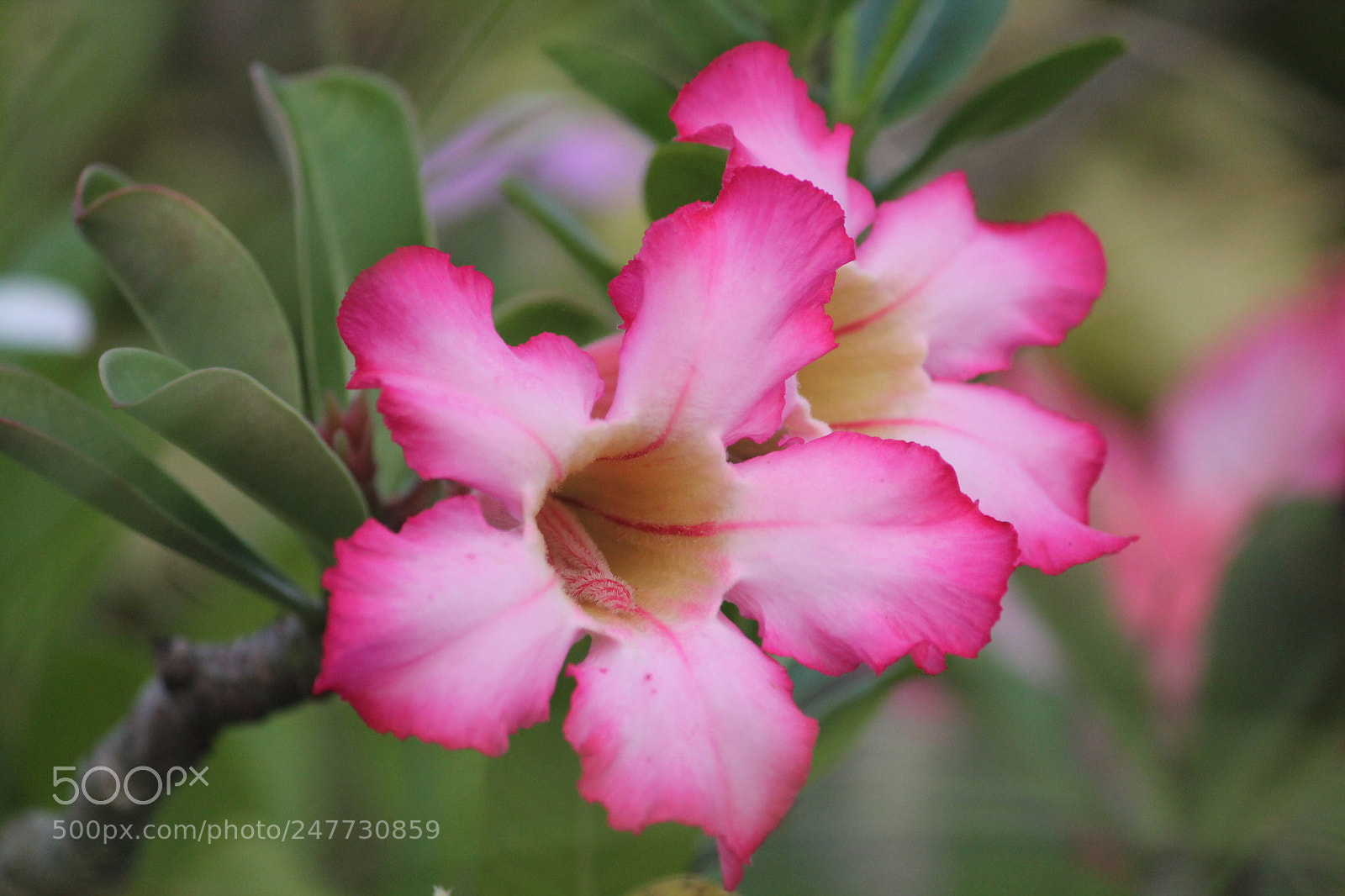 Canon EF-S 55-250mm F4-5.6 IS II sample photo. Flower photography