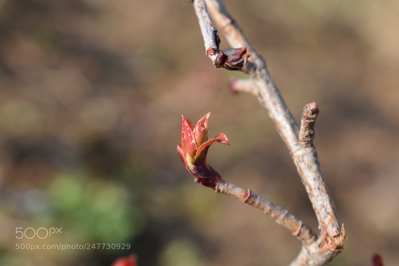 Nikon D3400 sample photo. Untitled photography