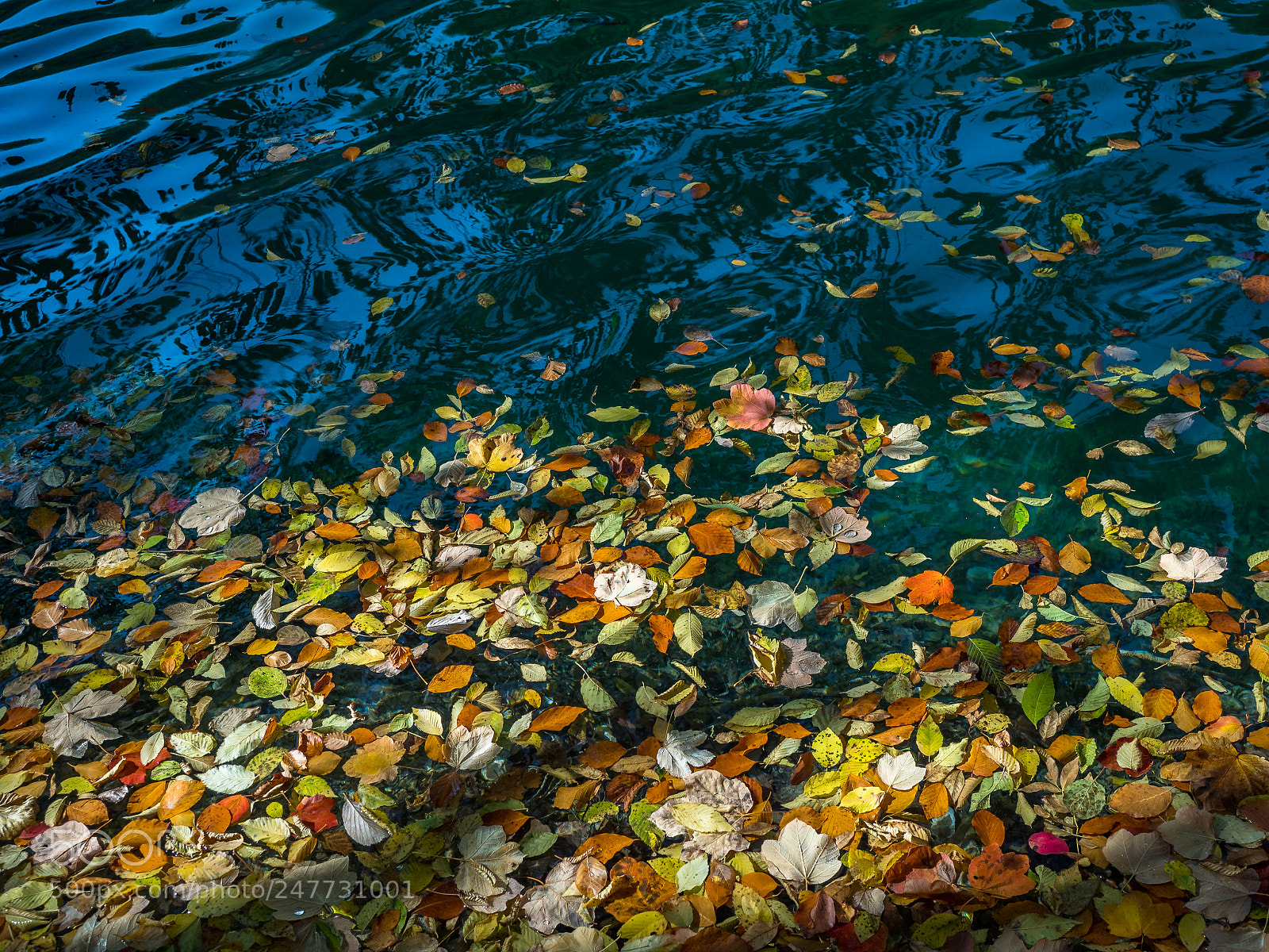 Olympus OM-D E-M1 Mark II sample photo. Lake of leaves photography