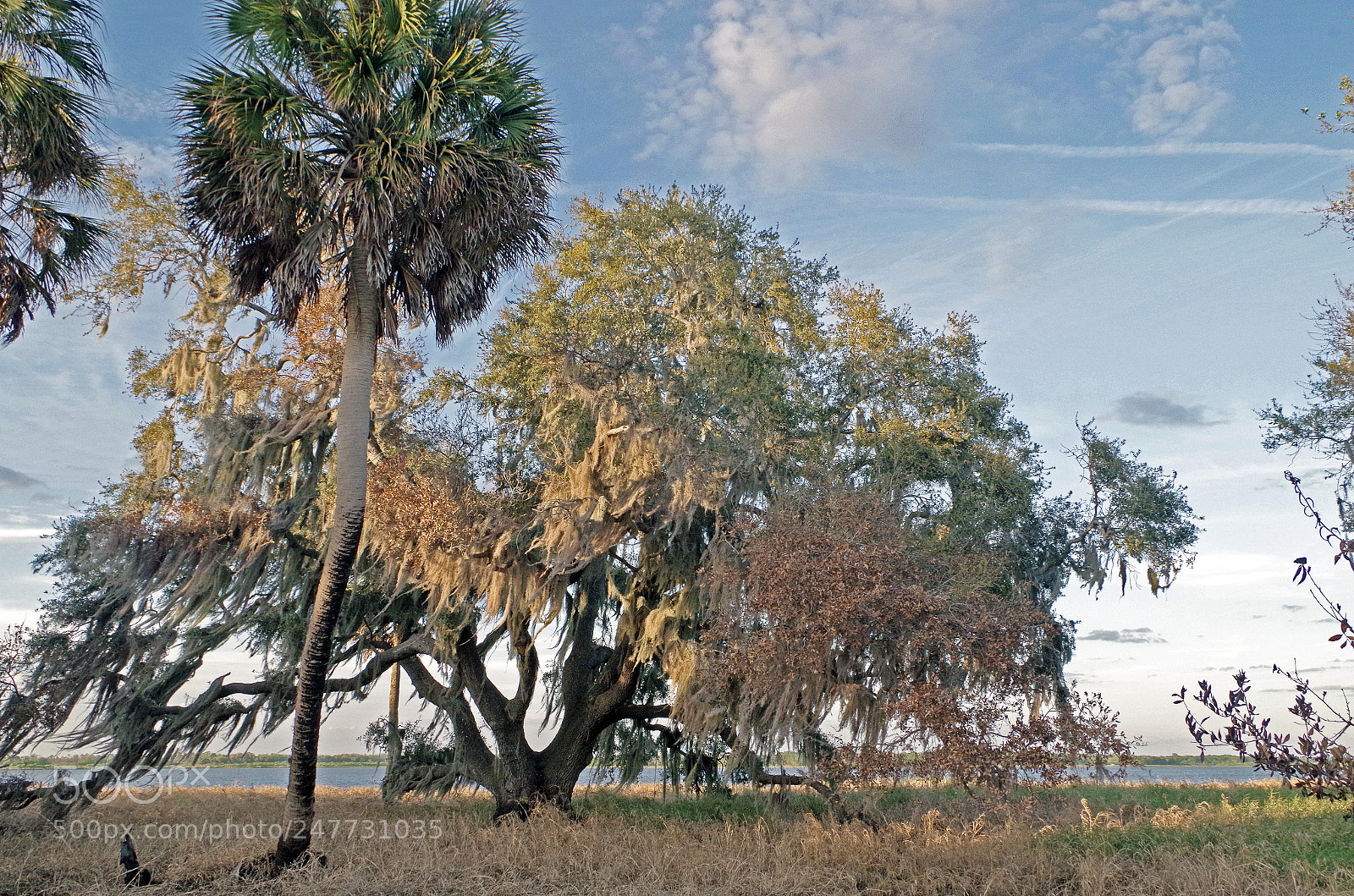 Pentax K-50 sample photo. Treereal photography