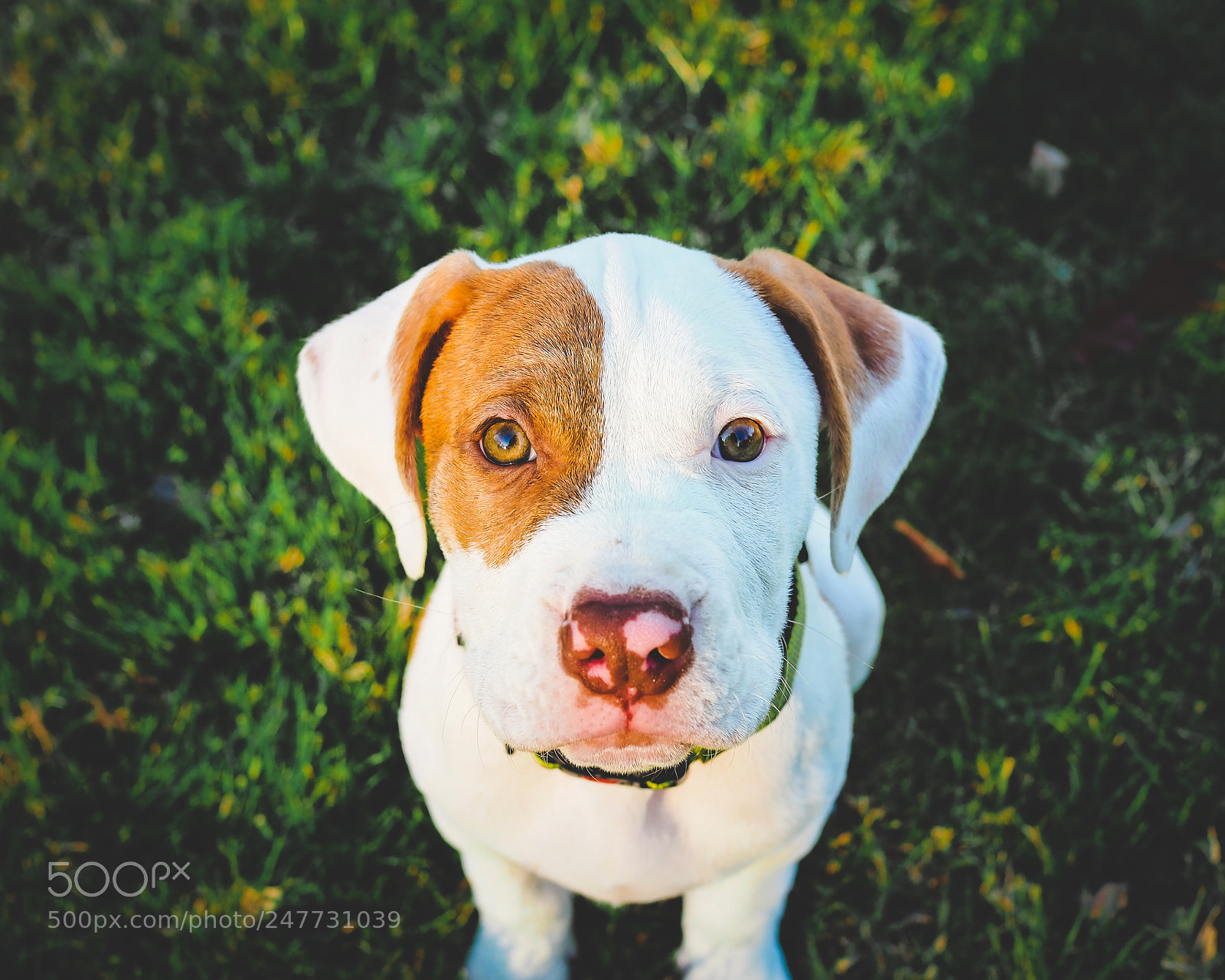 Olympus OM-D E-M5 II sample photo. Baby buzz photography