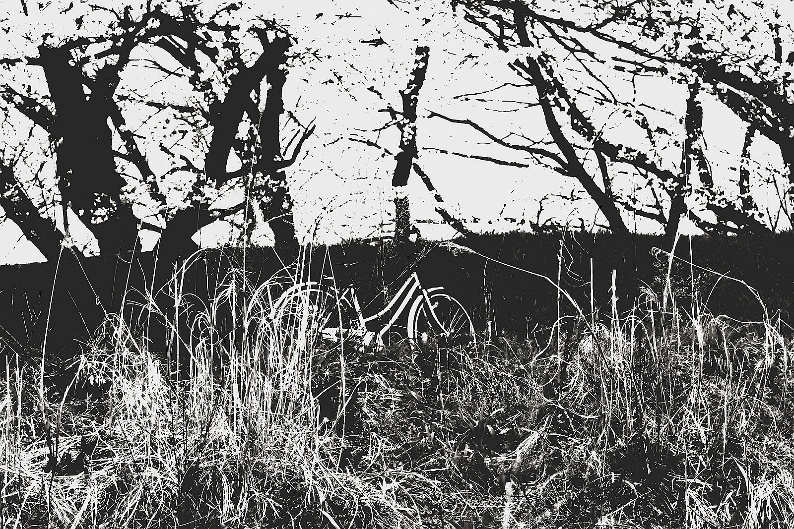 Canon EOS 500D (EOS Rebel T1i / EOS Kiss X3) sample photo. 桜 photography
