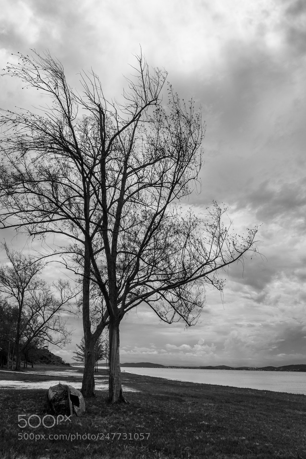 Sony SLT-A77 sample photo. Dry tree photography