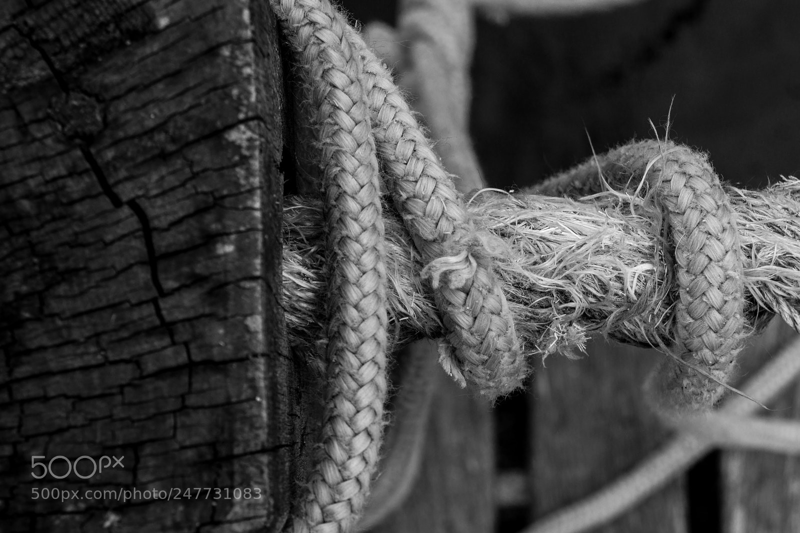 Sony SLT-A77 sample photo. Knot photography