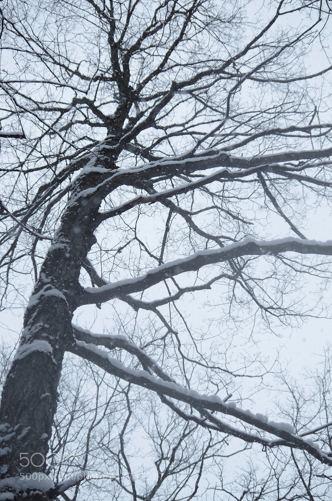 Pentax K-50 sample photo. A winters dream photography
