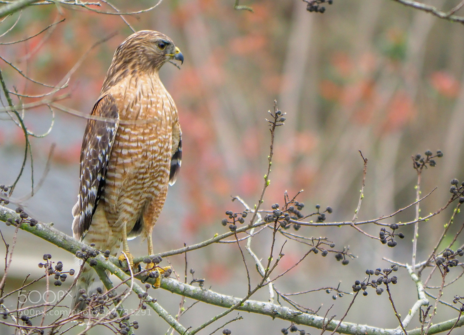 Olympus OM-D E-M1 Mark II sample photo. Hawk photography