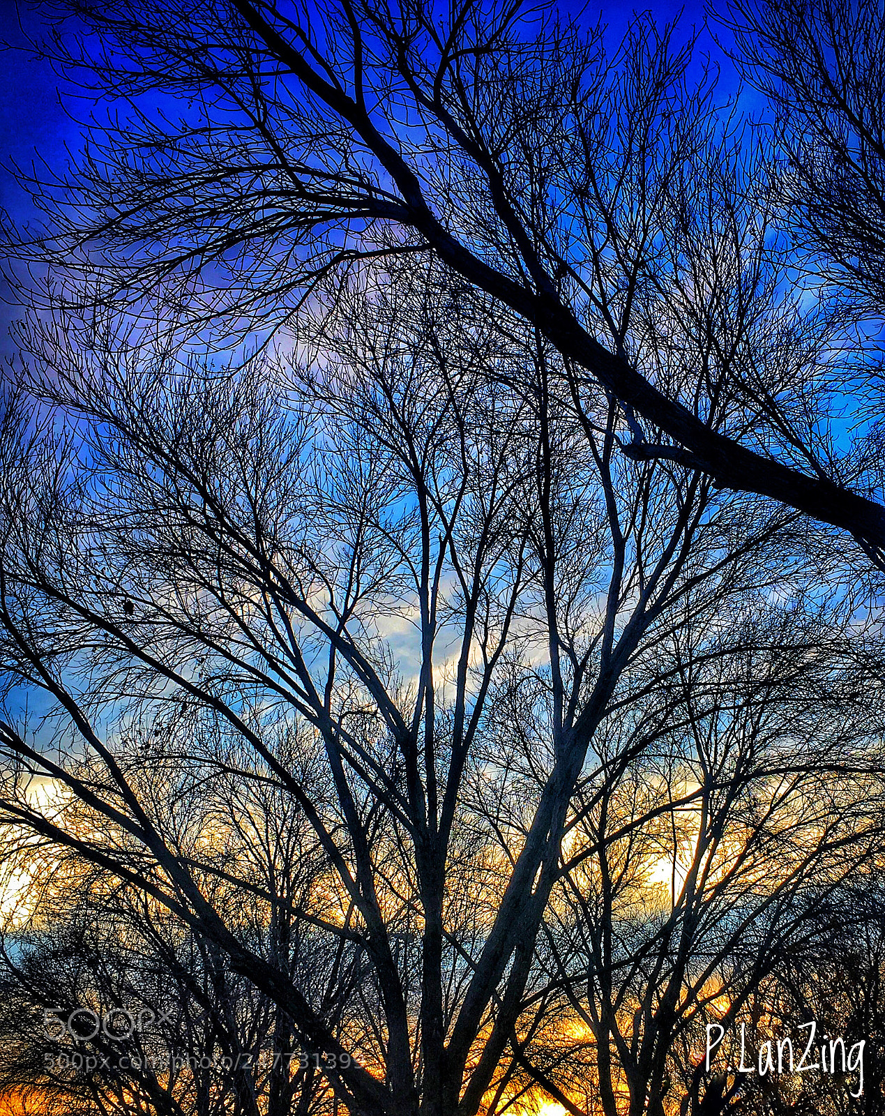 Apple iPhone 6s sample photo. Sunrise trees photography