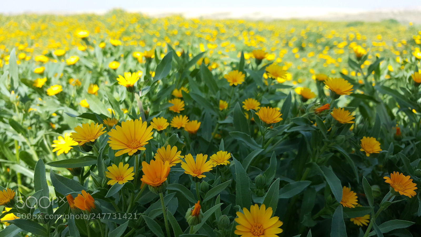 Samsung Galaxy Note5 sample photo. Untitled photography