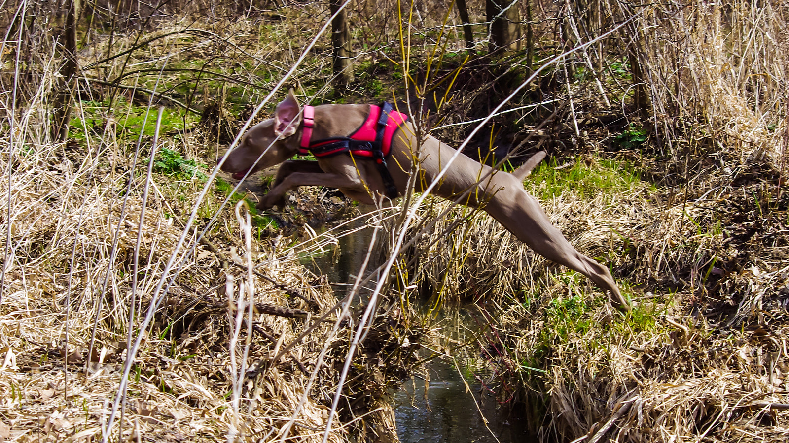 Pentax K-x sample photo. Leap of faith photography